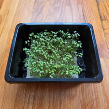 Load image into Gallery viewer, Mustard Microgreens Seeds