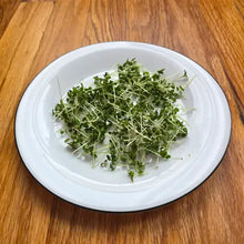 Load image into Gallery viewer, Mustard Microgreens Seeds