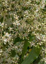 Load image into Gallery viewer, Neem Tree