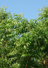 Load image into Gallery viewer, Neem Tree