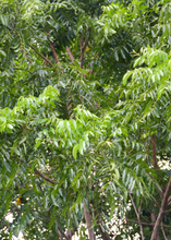 Load image into Gallery viewer, Neem Tree