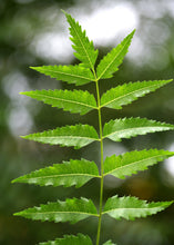 Load image into Gallery viewer, Neem Tree