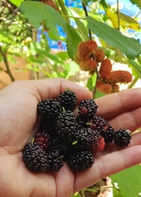 Load image into Gallery viewer, Mulberry, Everbearing