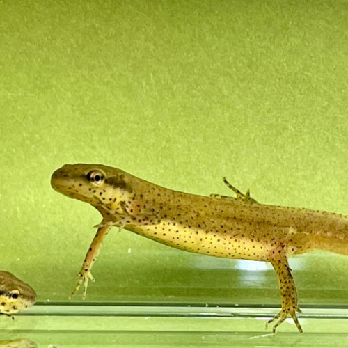 Peninsula Newts