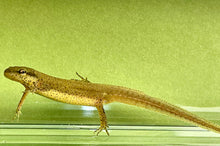 Load image into Gallery viewer, Peninsula Newts