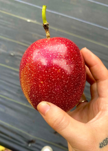 Load image into Gallery viewer, Passion Fruit, Panama Red