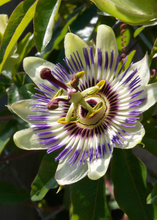 Load image into Gallery viewer, Passion Fruit, Sweet Yellow Sunrise