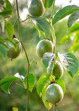 Load image into Gallery viewer, Passion Fruit, Sweet Yellow Sunrise