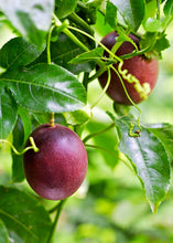 Load image into Gallery viewer, Passion Fruit, Purple Possum