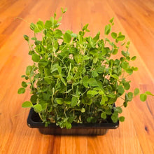 Load image into Gallery viewer, Pea Shoots Field Microgreens Seeds