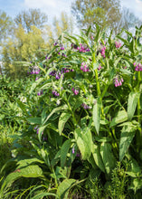 Load image into Gallery viewer, Comfrey