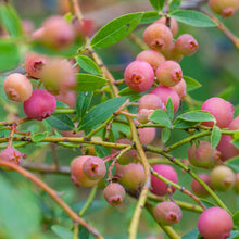 Load image into Gallery viewer, Blueberry, Pink Lemonade