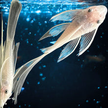 Load image into Gallery viewer, Longfin Snow White  Bristlenose Plecos