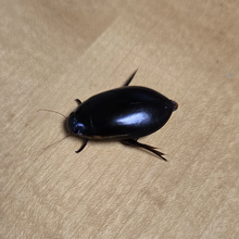 Load image into Gallery viewer, Predaceous Diving Beetles