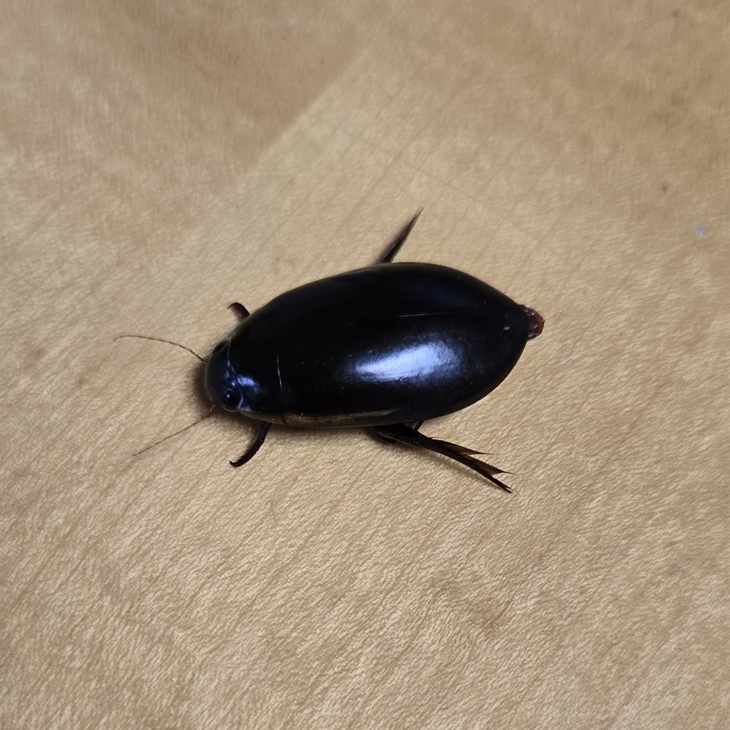 Predaceous Diving Beetles
