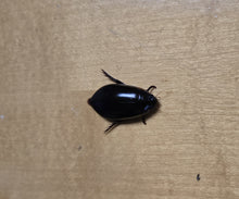 Load image into Gallery viewer, Predaceous Diving Beetles