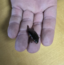 Load image into Gallery viewer, Predaceous Diving Beetles