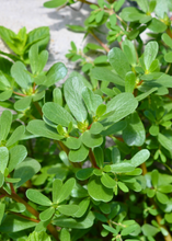 Load image into Gallery viewer, Purslane