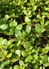 Load image into Gallery viewer, Purslane