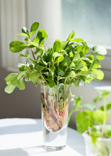 Load image into Gallery viewer, Purslane