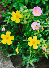 Load image into Gallery viewer, Purslane