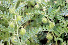 Load image into Gallery viewer, Lentil, Red