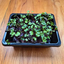Load image into Gallery viewer, Radish Microgreens Seeds
