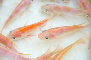 Cocahoe Minnows – Freshwater Aquaculture