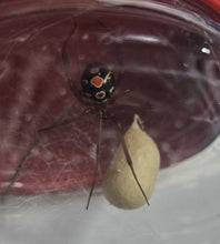 Load image into Gallery viewer, Red Widow Spiders