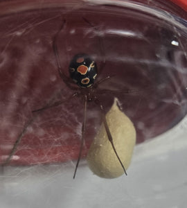 Red Widow Spiders
