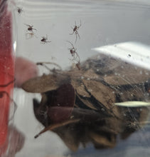 Load image into Gallery viewer, Red Widow Spiders