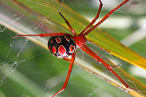 Red Widow Spiders