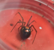 Load image into Gallery viewer, Red Widow Spiders