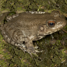 Load image into Gallery viewer, River Frogs