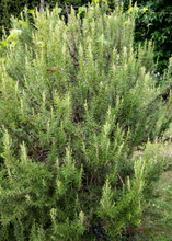 Load image into Gallery viewer, Rosemary