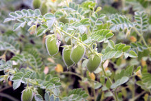 Load image into Gallery viewer, Lentil, Red