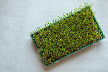 Load image into Gallery viewer, Lentil, Red