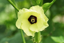 Load image into Gallery viewer, Okra, Clemson Spineless