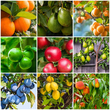 Load image into Gallery viewer, Fertilizer Spikes for Citrus &amp; Fruit Trees &amp; Shrubs