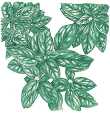 Load image into Gallery viewer, Basil, Genovese - Organic