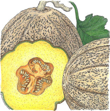 Load image into Gallery viewer, Cantaloupe, Hearts of Gold - Organic