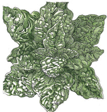 Load image into Gallery viewer, Spinach, Bloomsdale - Organic