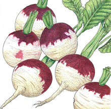 Load image into Gallery viewer, Turnip, Purple Top White Globe - Organic