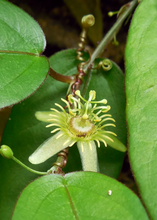 Load image into Gallery viewer, Passion Fruit, Corky Stem