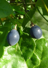 Load image into Gallery viewer, Passion Fruit, Corky Stem