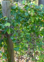 Load image into Gallery viewer, Passion Fruit, Corky Stem