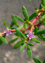 Load image into Gallery viewer, Purslane, Sea