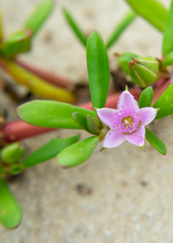 Load image into Gallery viewer, Purslane, Sea