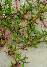 Load image into Gallery viewer, Purslane, Sea
