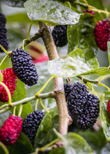 Load image into Gallery viewer, Mulberry, Shangri La